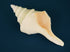 giant beige trumpet seashell